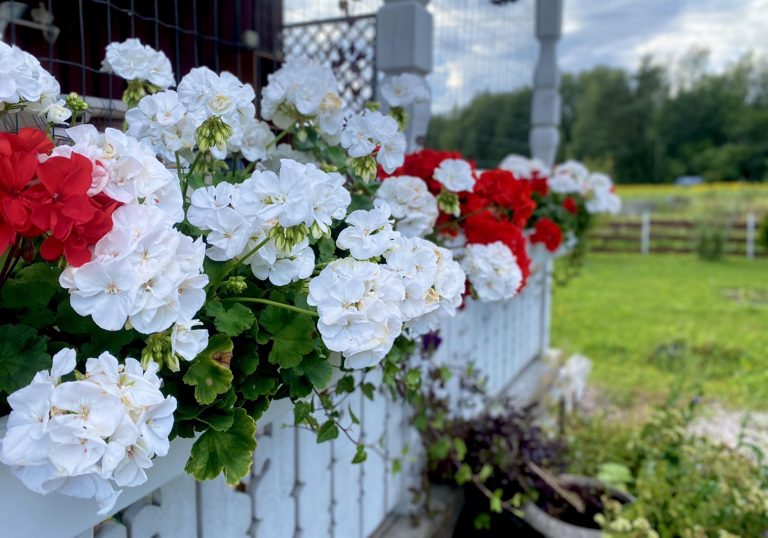 Bild Pelargon Villanauha 1 Scaled