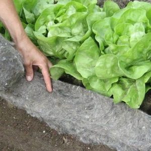 Tohtorin Puutarhavilla - Villanauha 5m