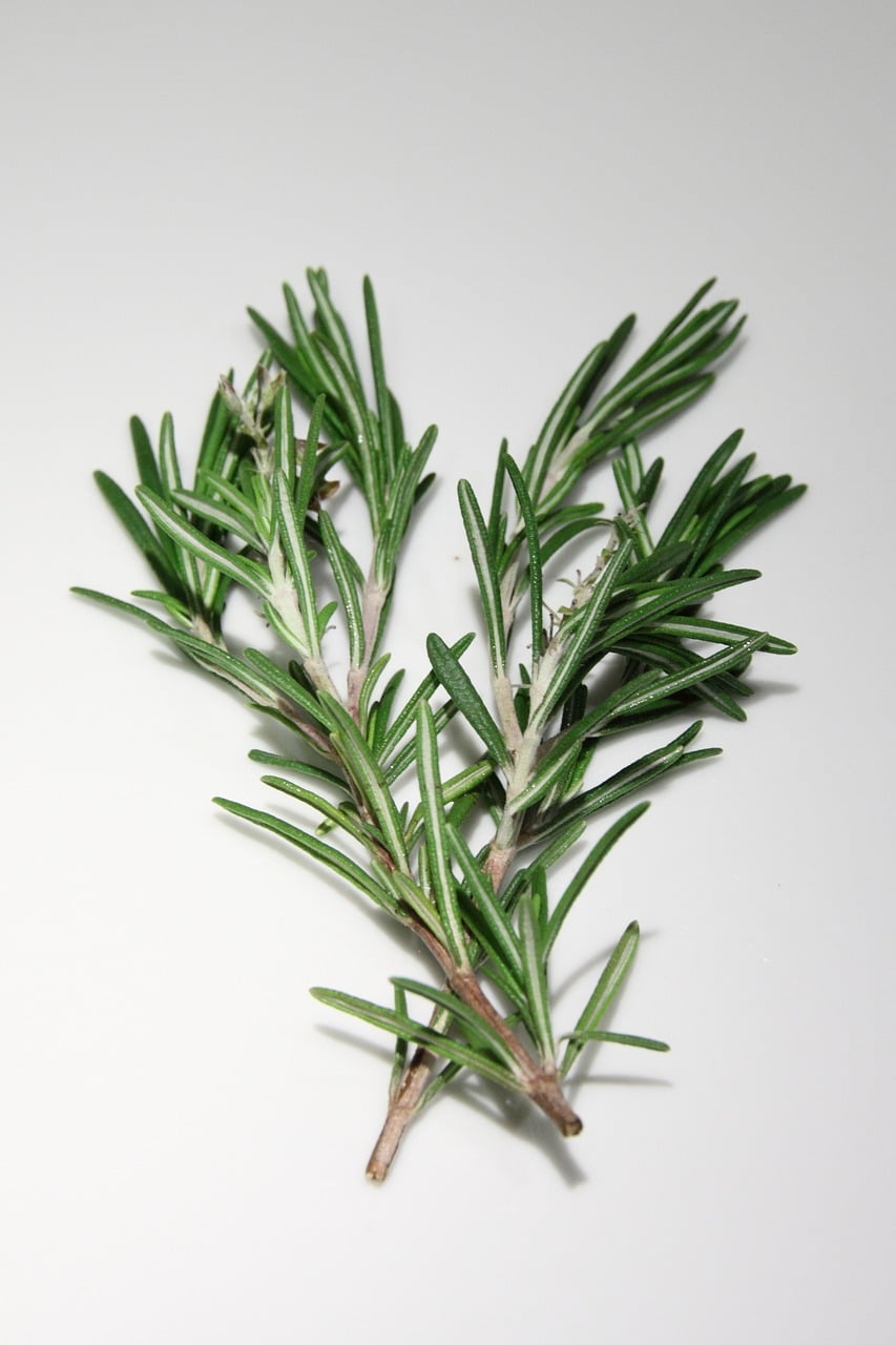 rosemary-674505_1280 Rosmarin Ekologisk 500gr