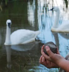 images EM-Dangos "Mutapallo" Viidakkotohtorin valmistama - Image 2